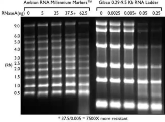 Escalera de SsRNA de la gama y marcador bajos del ARN, escalera 0.125-6.0Kb del ARN de la formamida