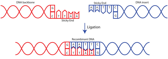 La investigación utiliza el reactivo bioquímico rápido de la ligasa 400 U/UL de la DNA T4